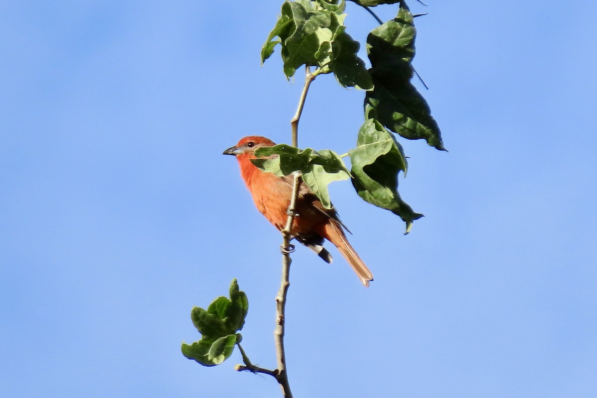 Hepatic Tanager - Jonathan Montgomery