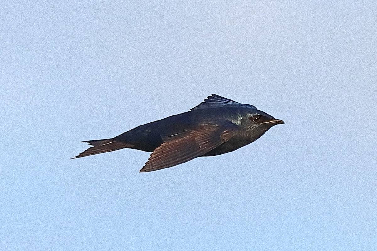 Purple Martin - Brian Cox