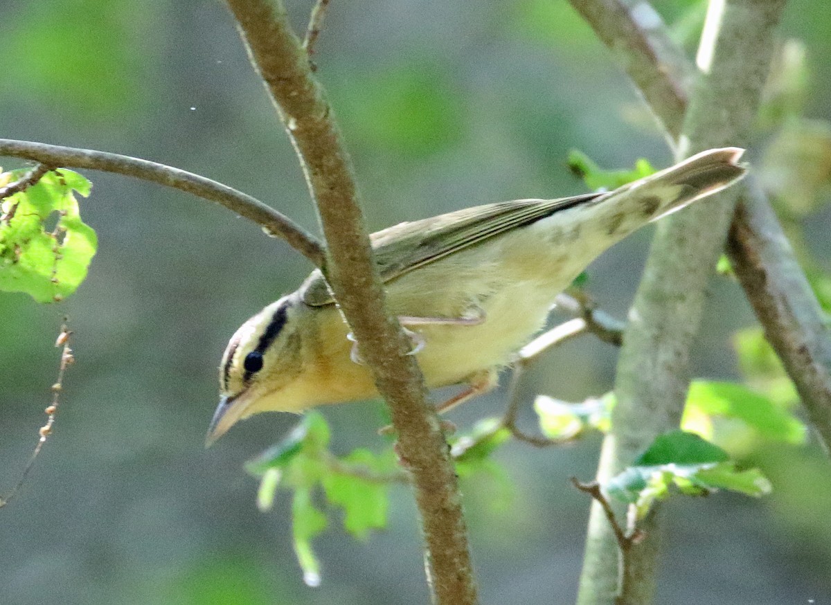 Worm-eating Warbler - William Parkin