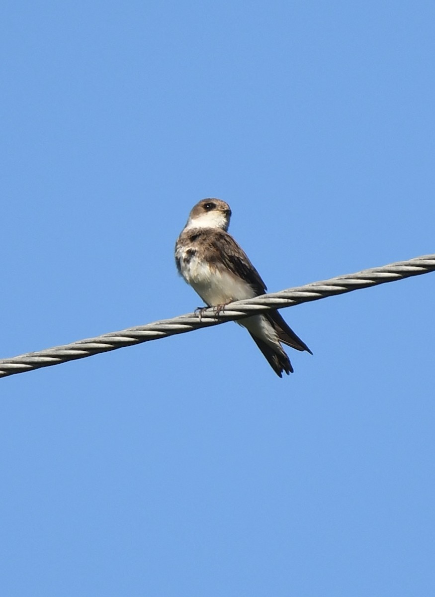 Bank Swallow - Rachel Hudson