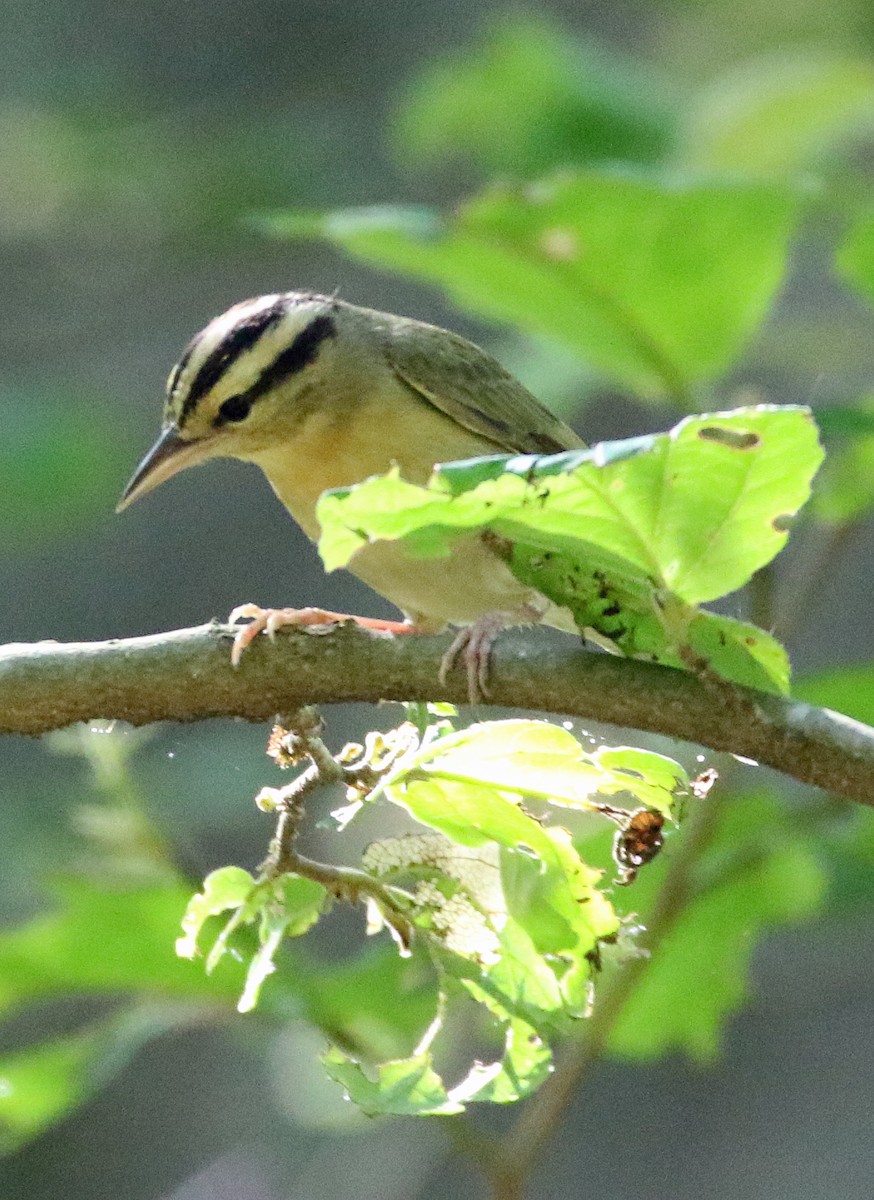 Worm-eating Warbler - William Parkin