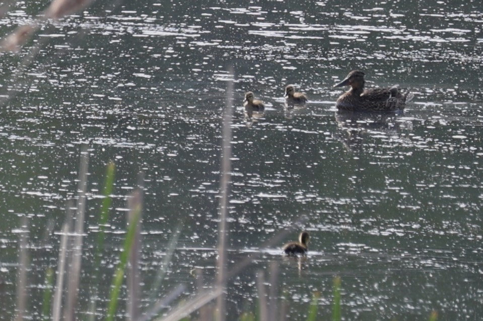 Mallard - Glenda Jones