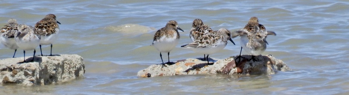 Sanderling - Barb eastman