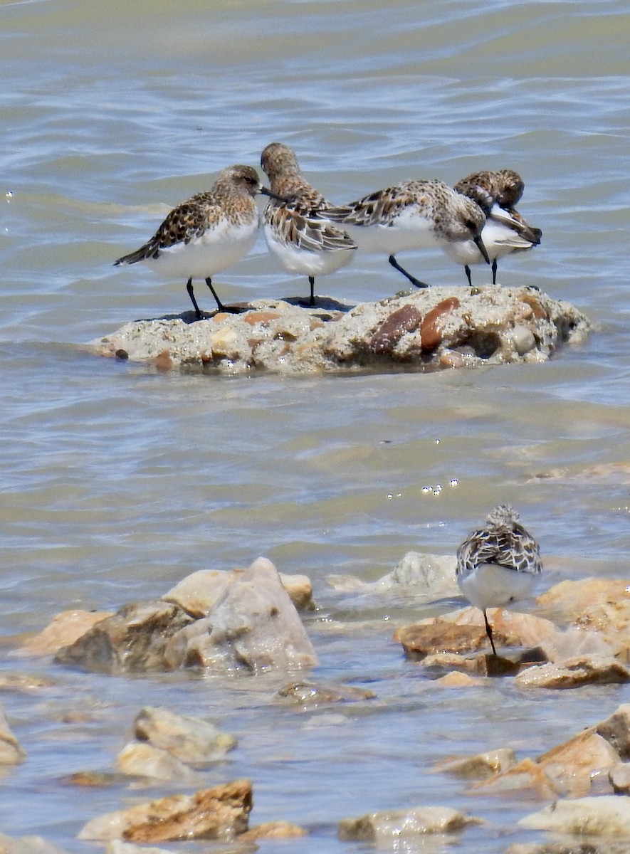 Bécasseau sanderling - ML619375102