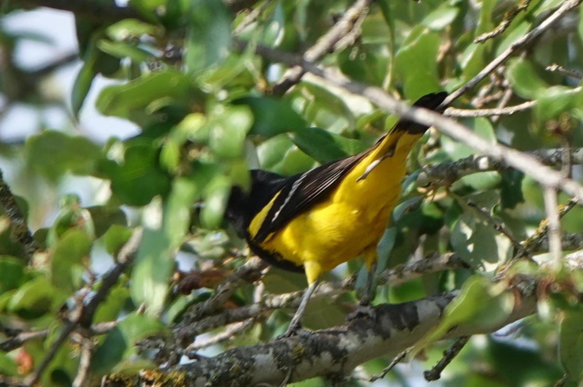 Scott's Oriole - ML619375103