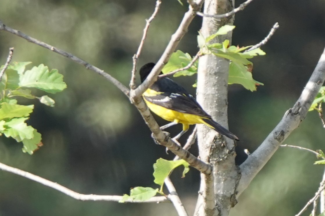 Scott's Oriole - BettySue Dunn