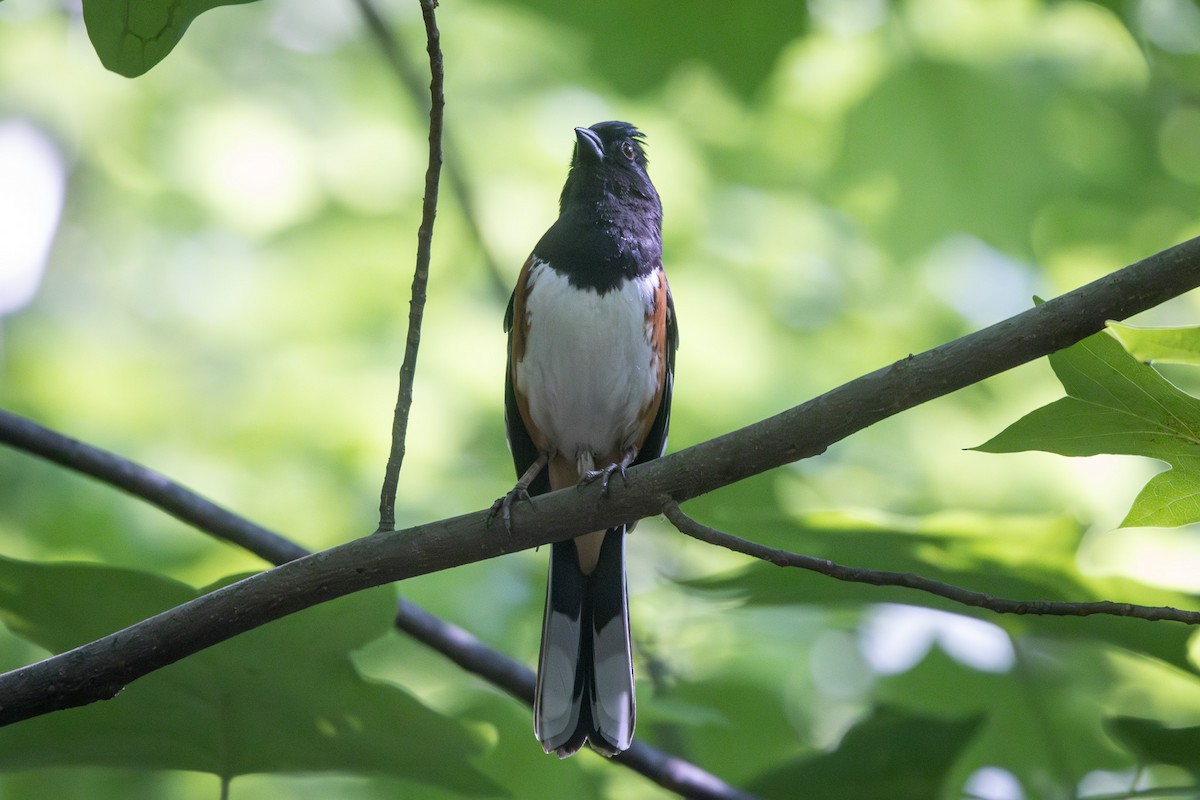 Eastern Towhee - ML619375118