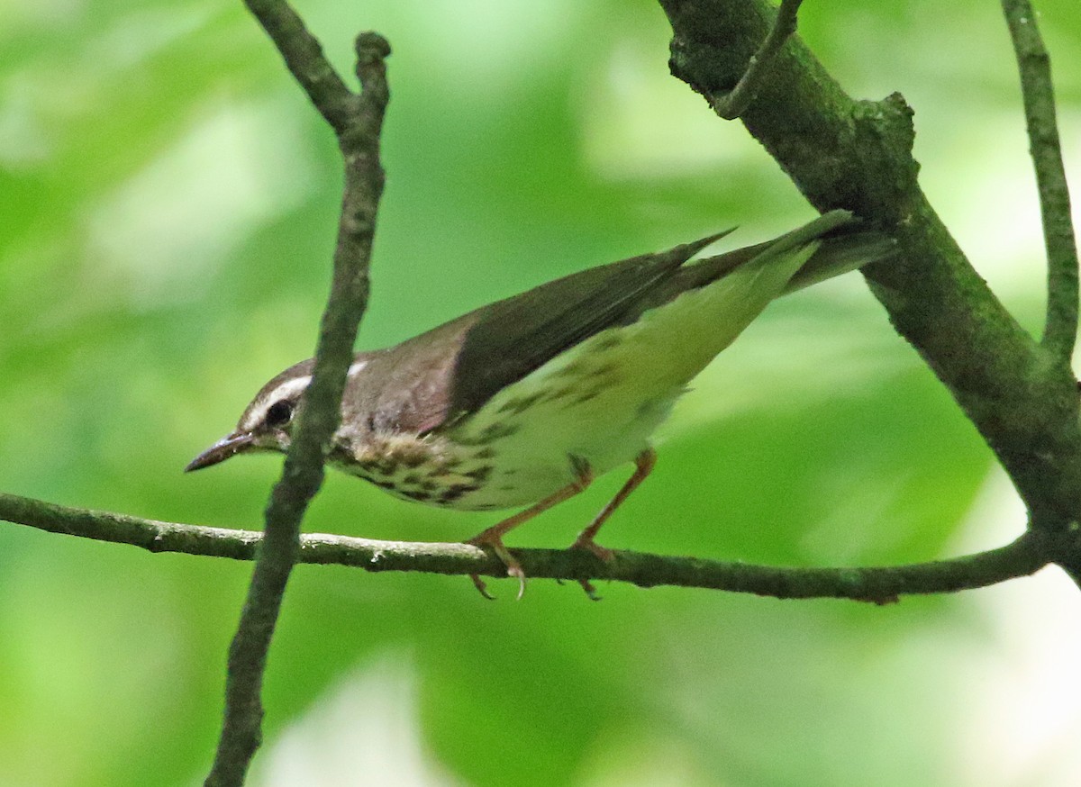 Louisiana Waterthrush - William Parkin