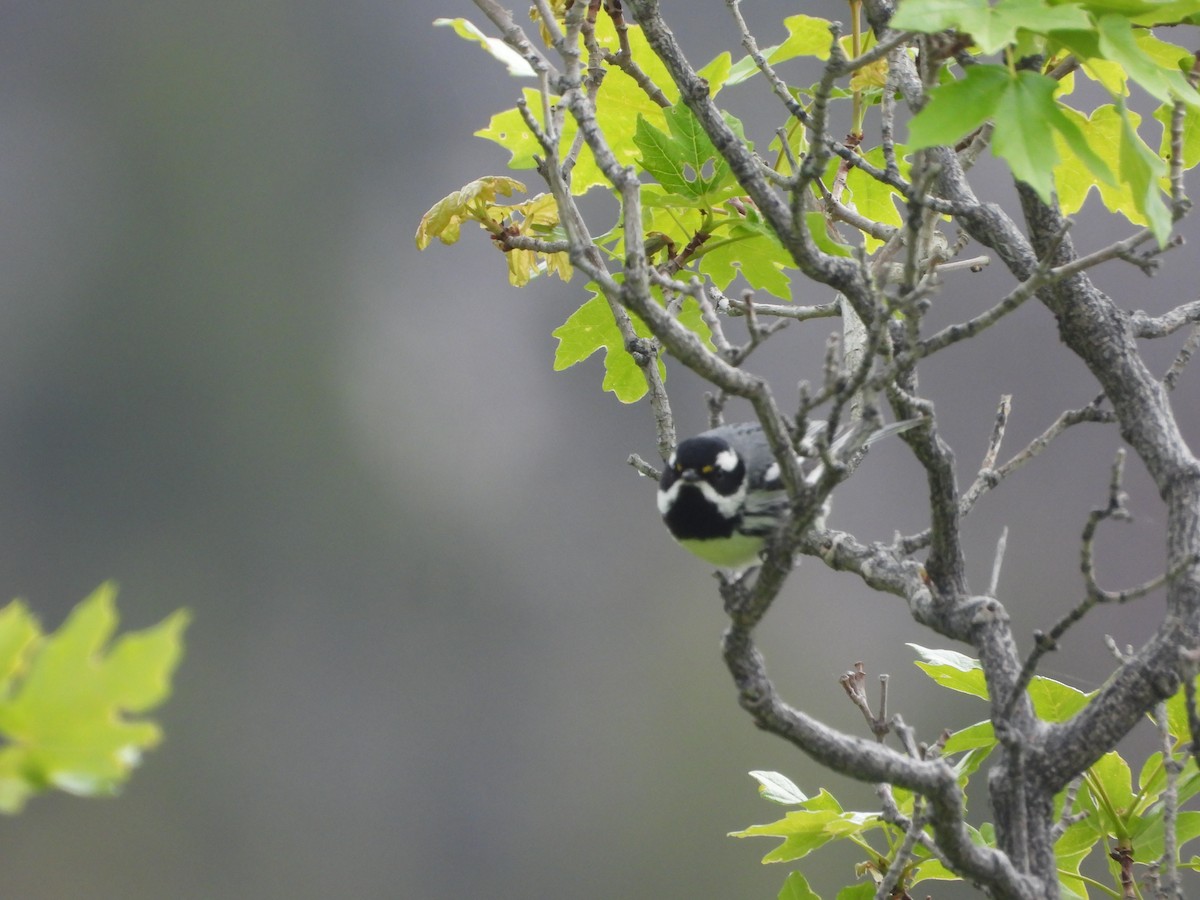 Black-throated Gray Warbler - Tom Wuenschell