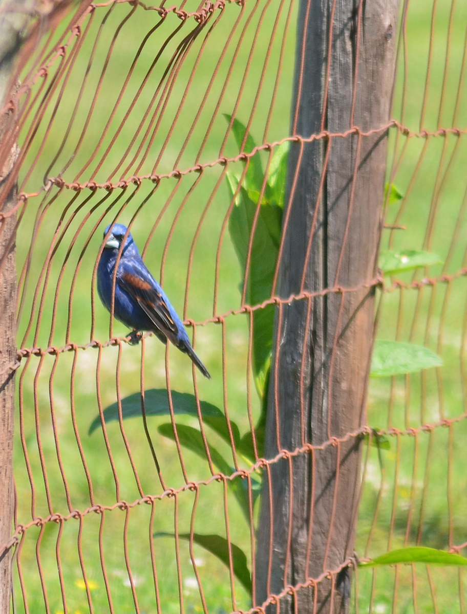 Blue Grosbeak - Eric Evinczik