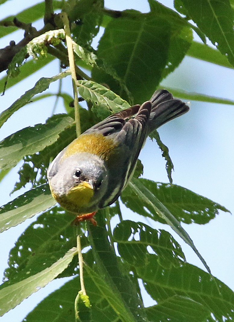 Northern Parula - William Parkin