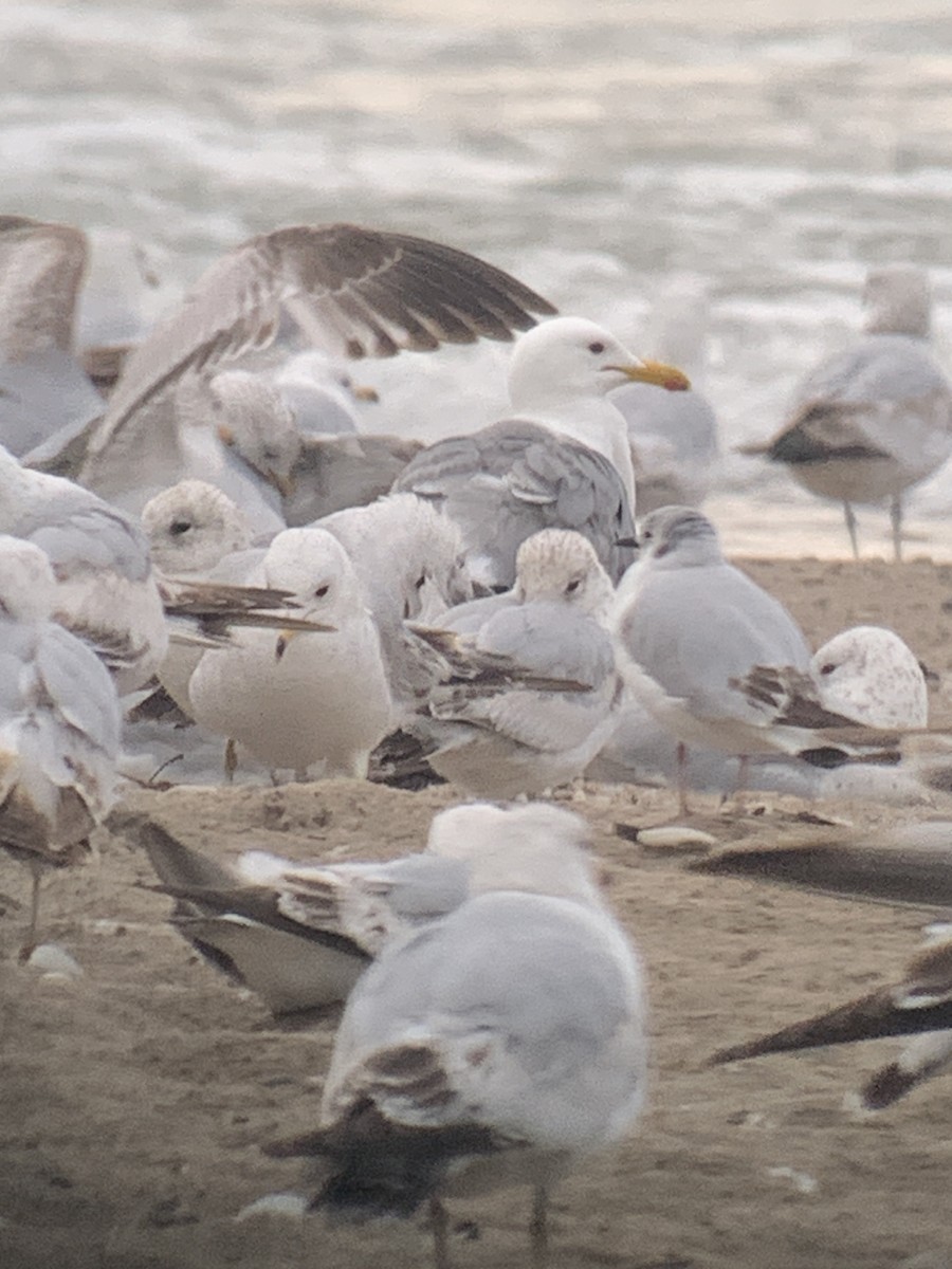 Gaviota Californiana - ML619375156