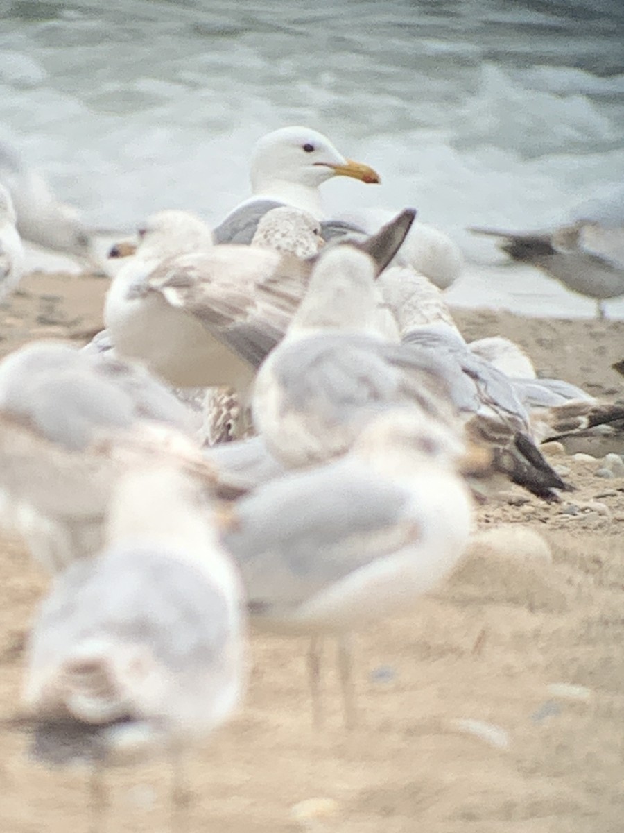 California Gull - ML619375157