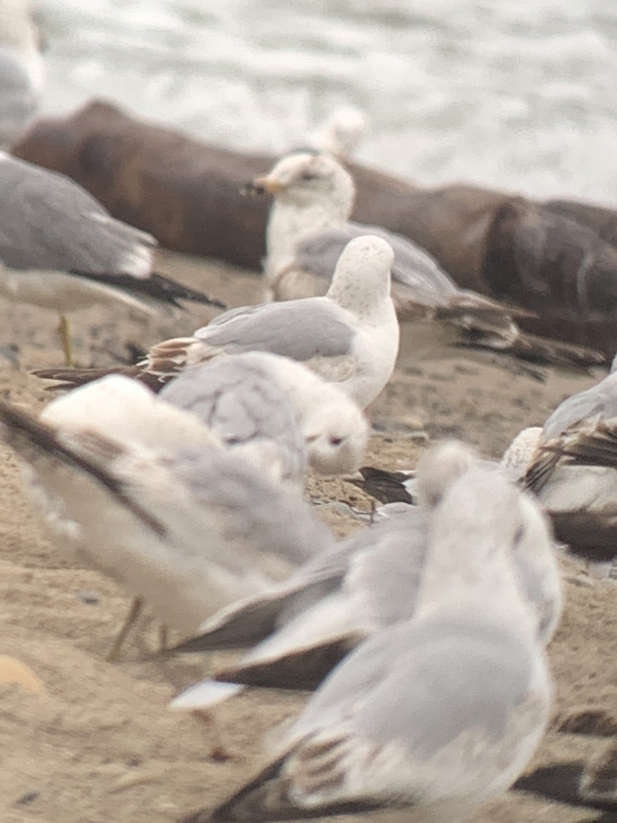 Gaviota Californiana - ML619375158