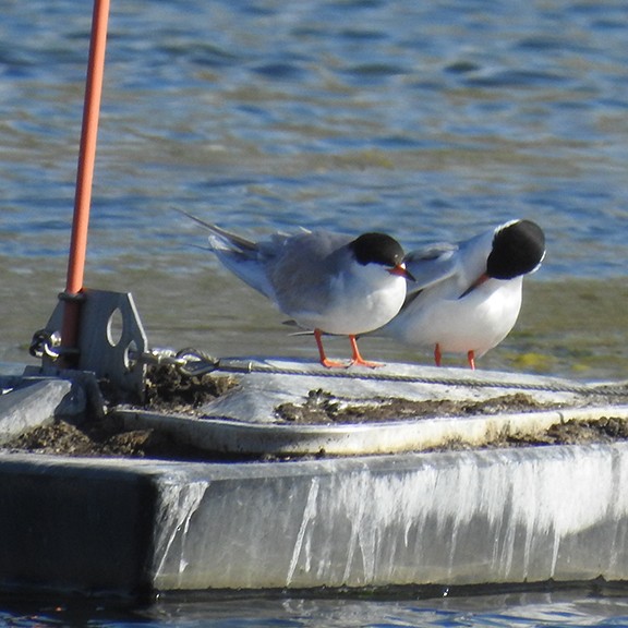 Forster's Tern - joy keown