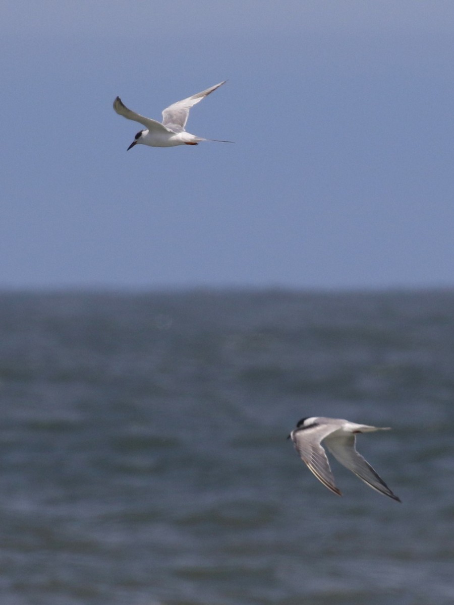 Common Tern - ML619375167