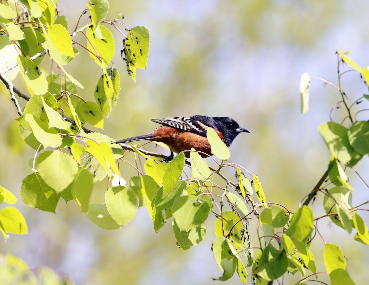 Orchard Oriole - David McQuade