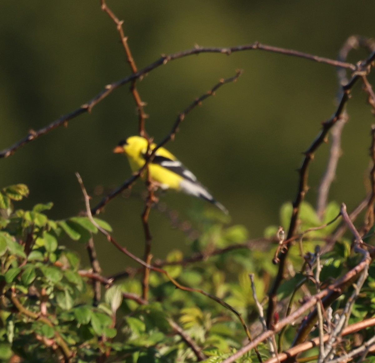 gulstillits - ML619375175