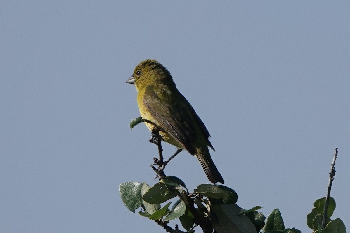 Painted Bunting - ML619375182