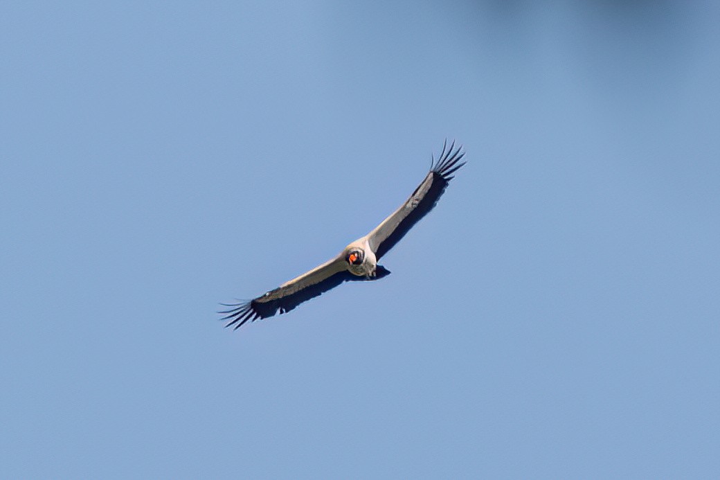 King Vulture - Kurt Gaskill