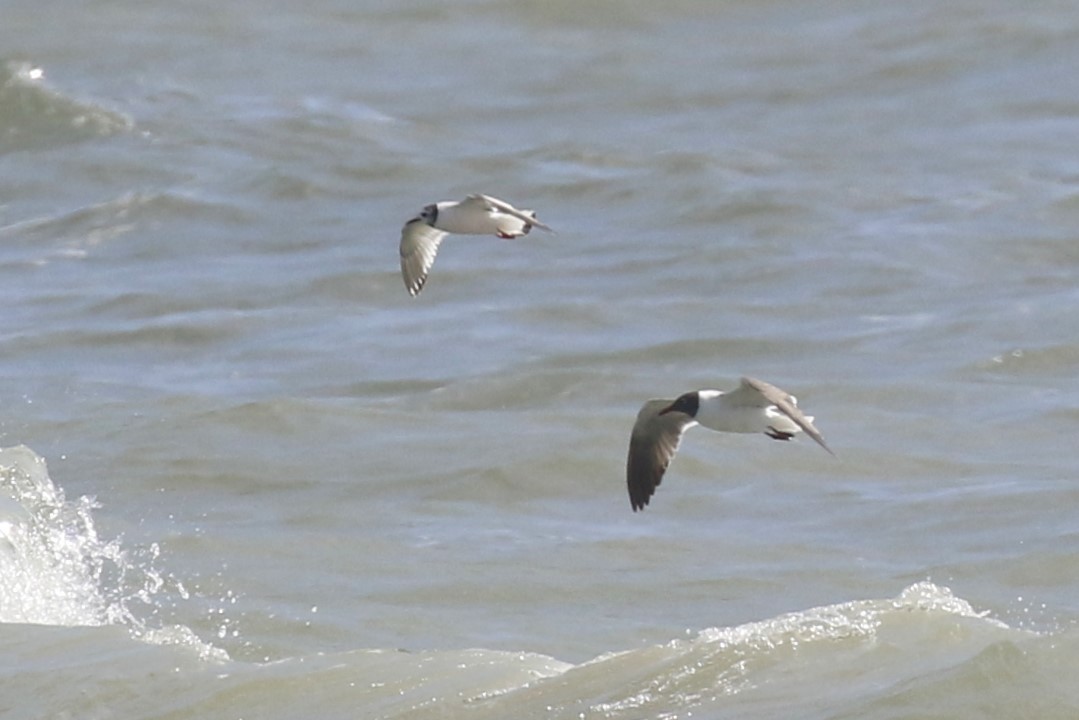 Little Gull - ML619375190