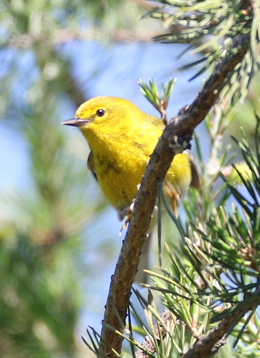 Pine Warbler - William Parkin