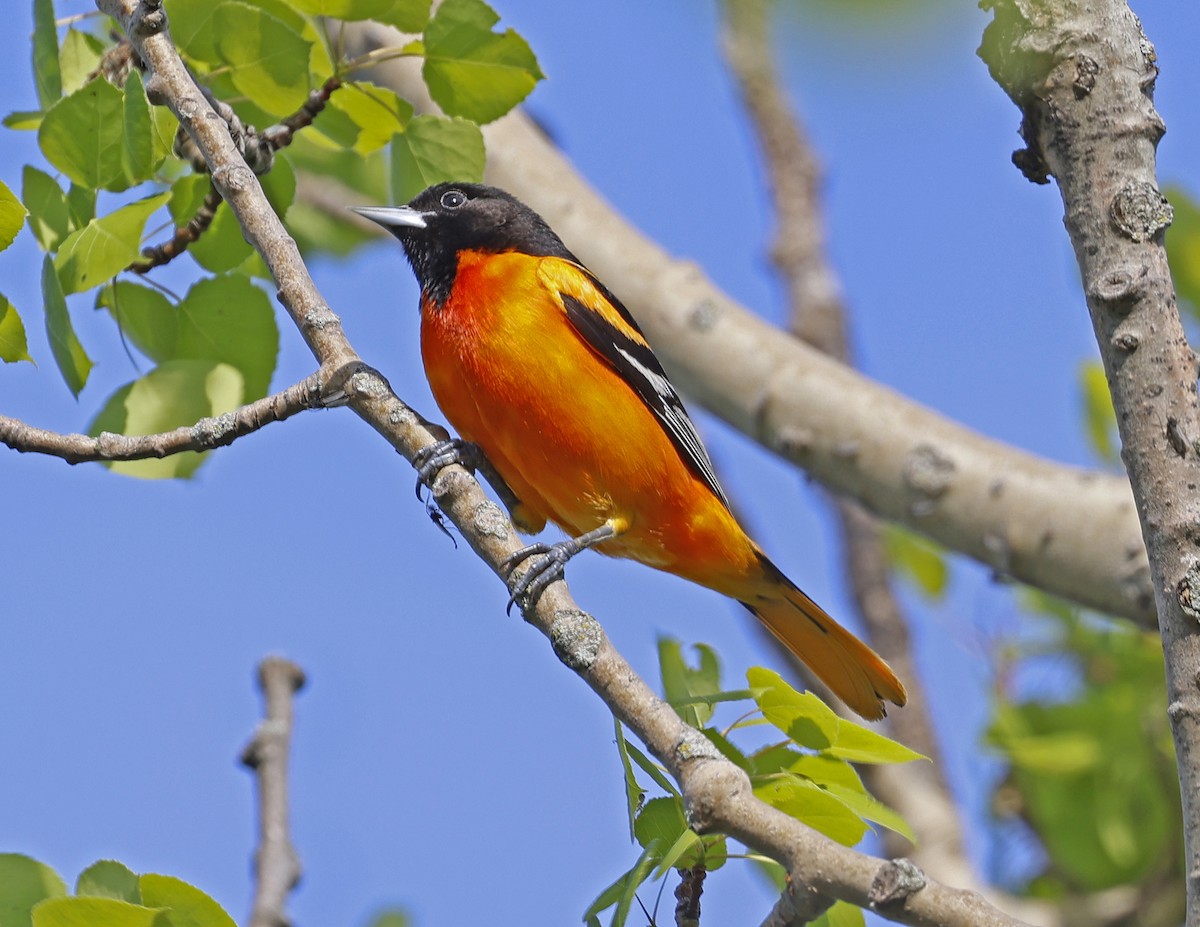 Baltimore Oriole - David McQuade