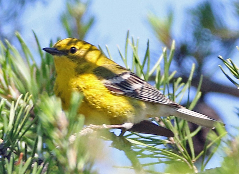 Pine Warbler - William Parkin