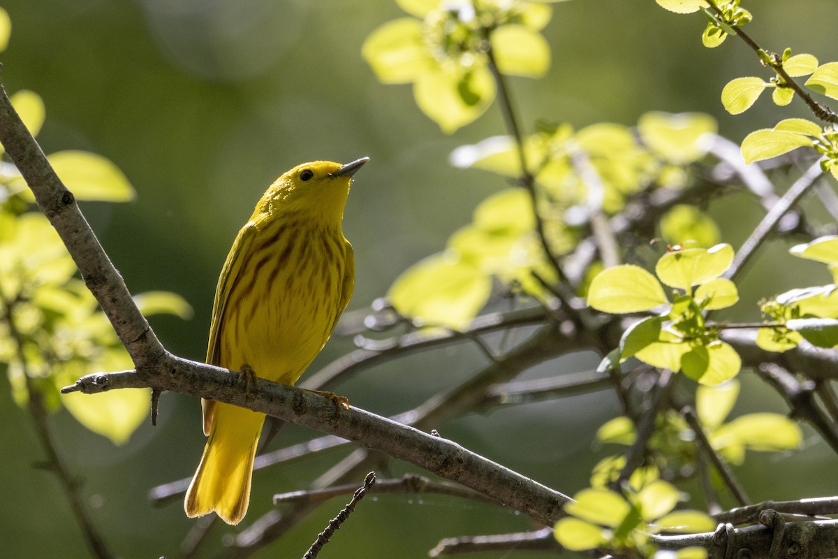 Yellow Warbler - Jonah Perelman