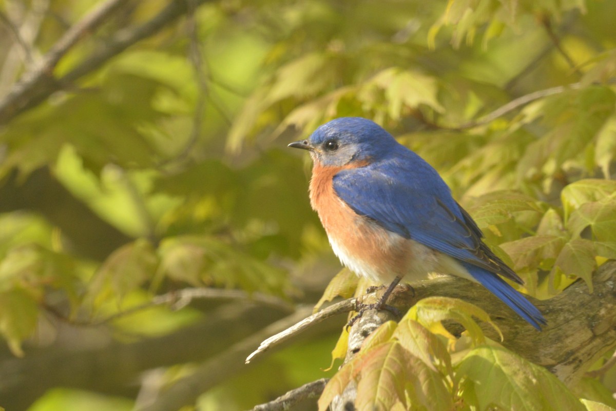 Eastern Bluebird - ML619375211