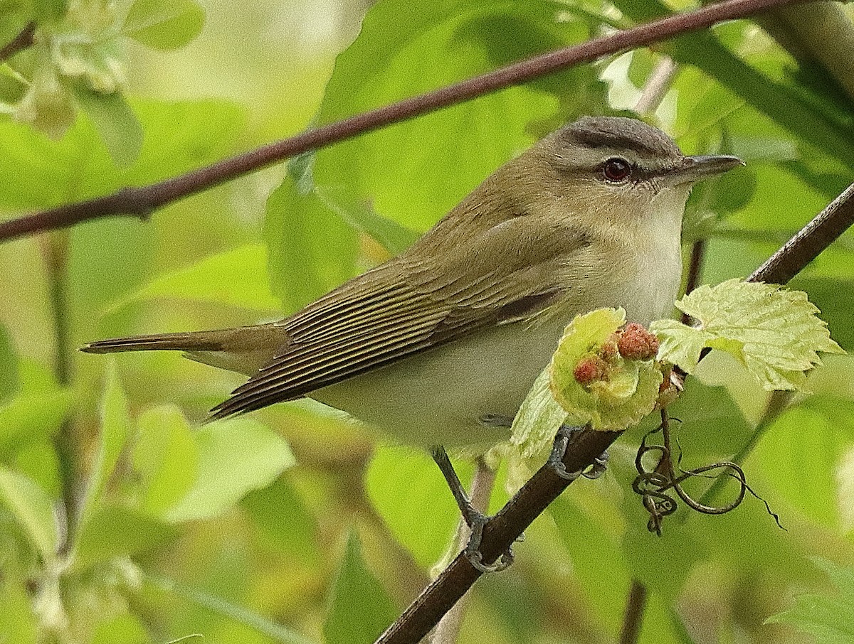 Red-eyed Vireo - Brian Cox