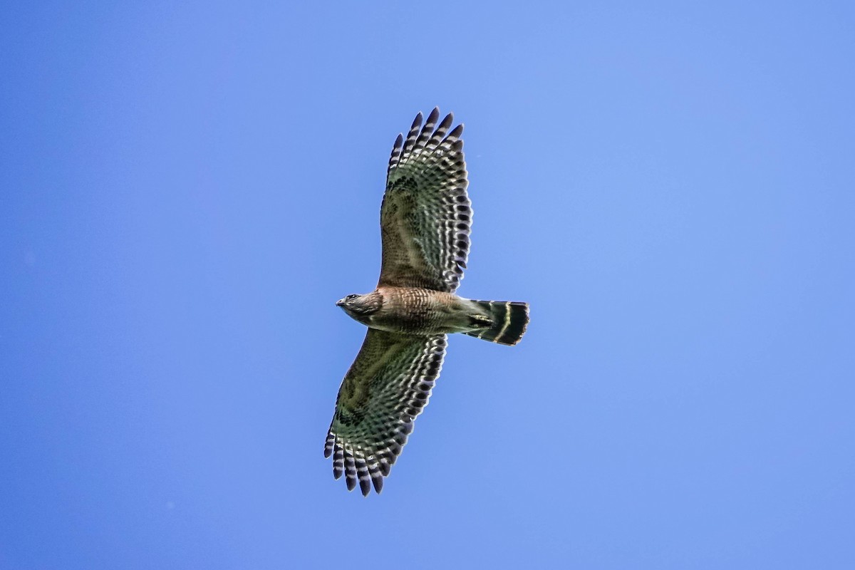 Red-shouldered Hawk - Harvey Fogel