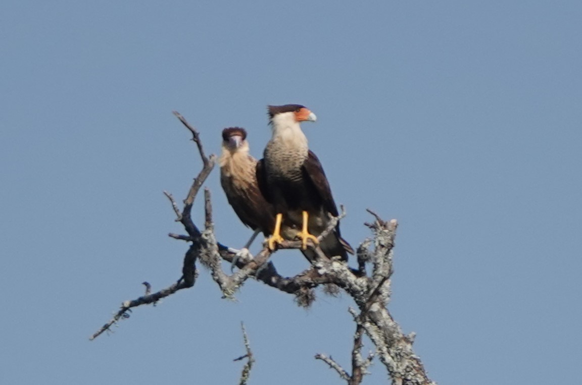 Crested Caracara (Northern) - ML619375234