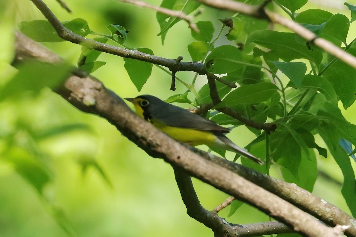 Canada Warbler - J. Marty Paige