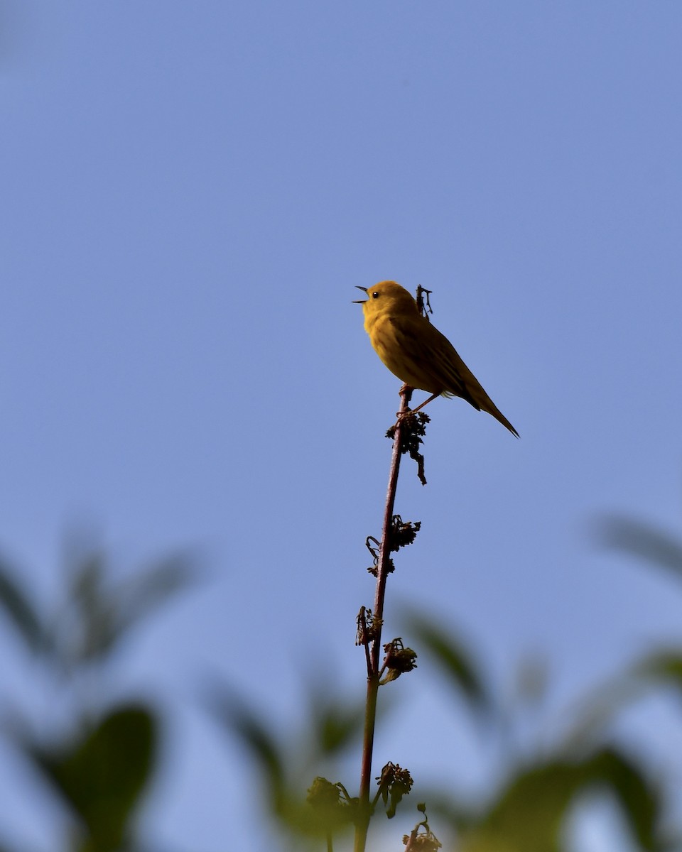 Yellow Warbler - ML619375250