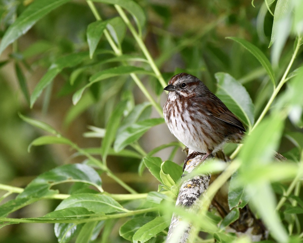 Song Sparrow - Tom Myers