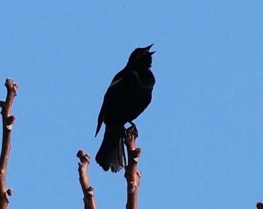 Red-winged Blackbird - burton balkind