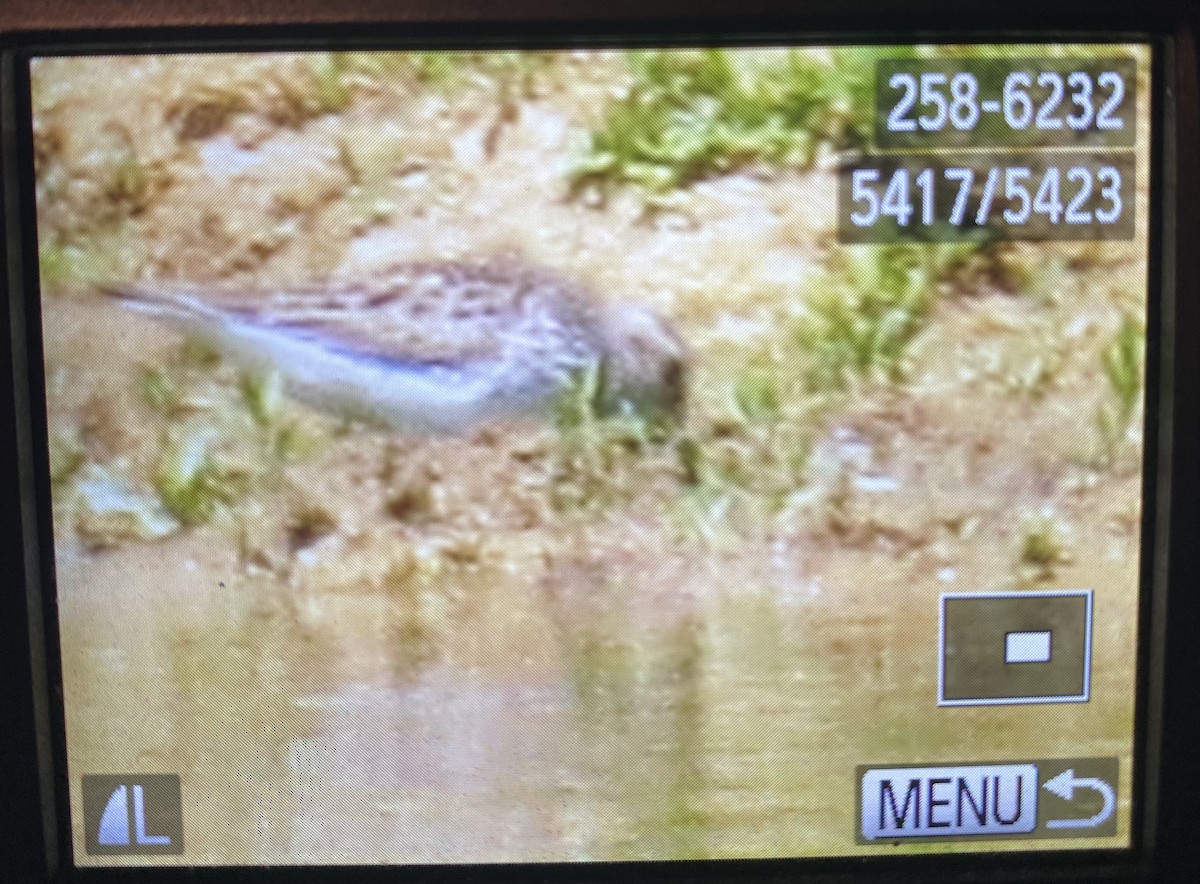 White-rumped Sandpiper - ML619375279