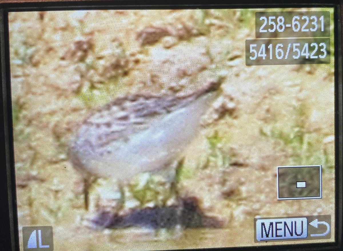 White-rumped Sandpiper - ML619375280