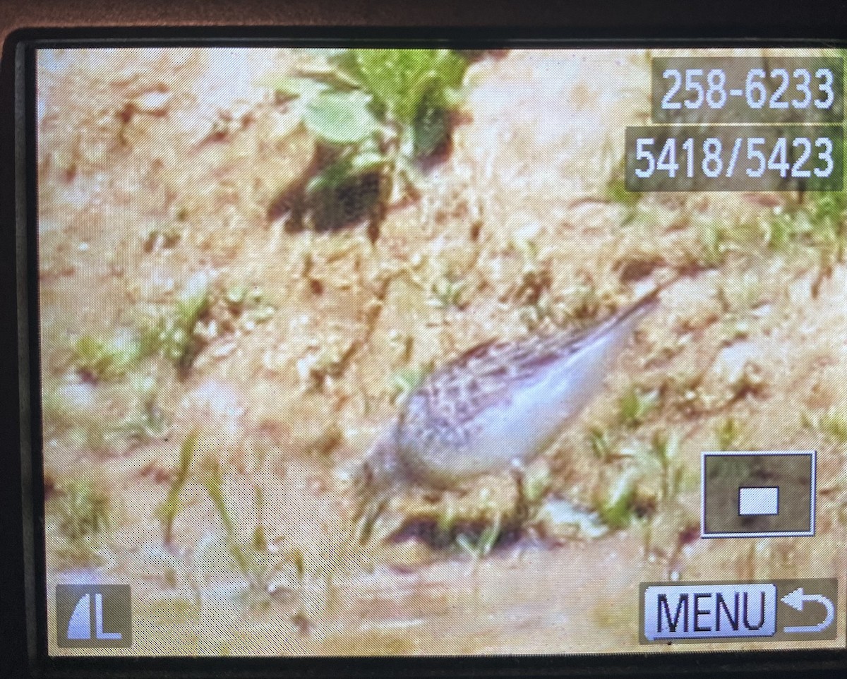 White-rumped Sandpiper - ML619375281
