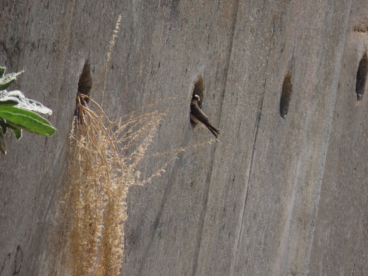 Northern Rough-winged Swallow - ML619375283