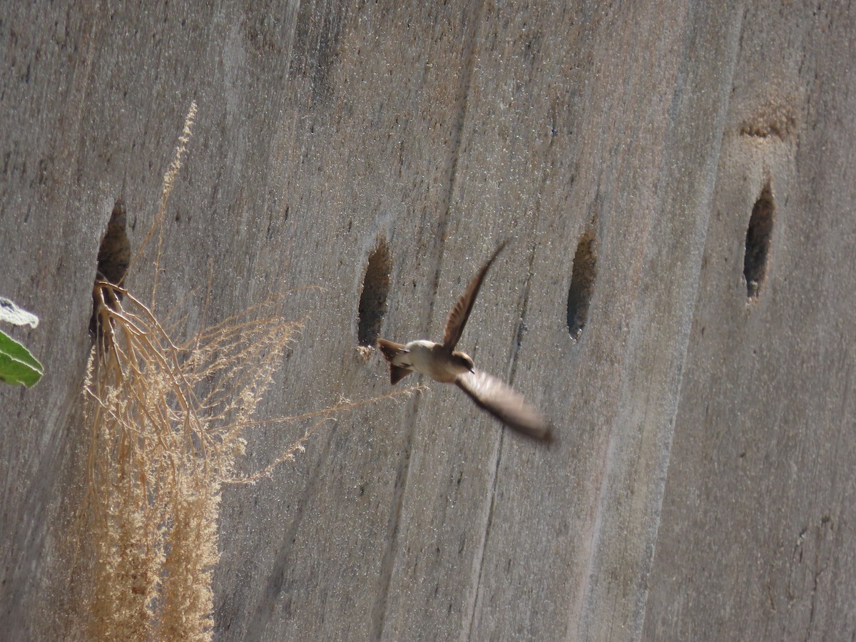 Northern Rough-winged Swallow - Myron Gerhard