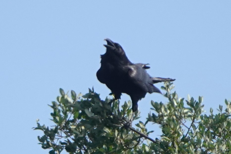 Common Raven - BettySue Dunn