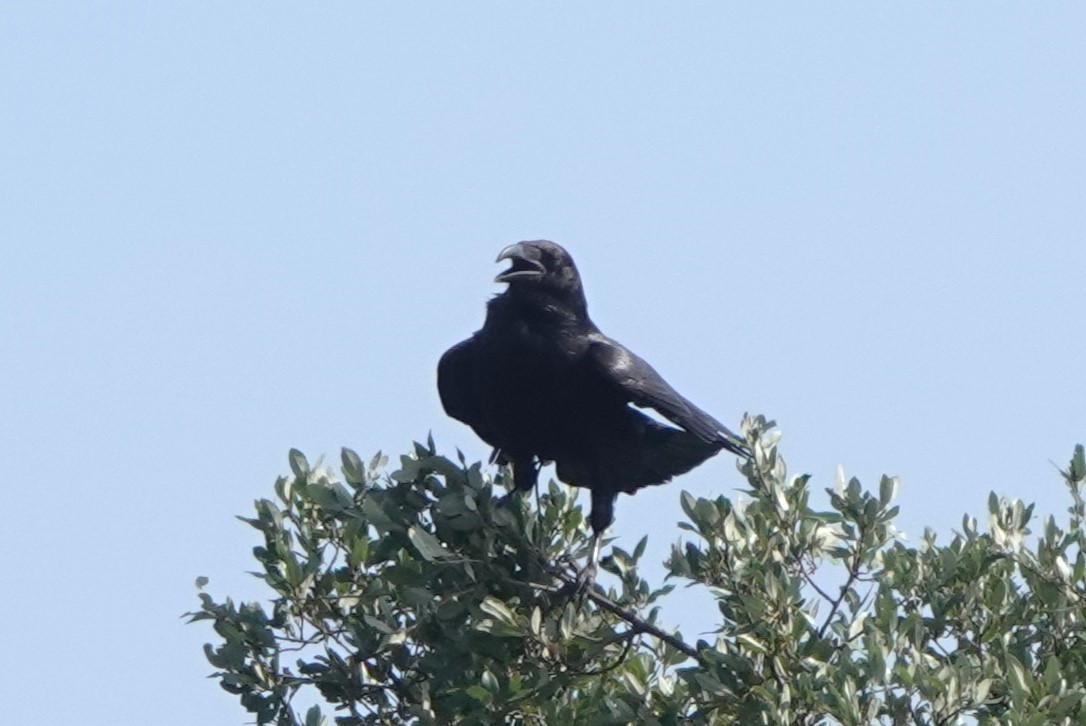 Common Raven - BettySue Dunn