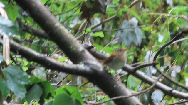 ビリーチャツグミ - ML619375288