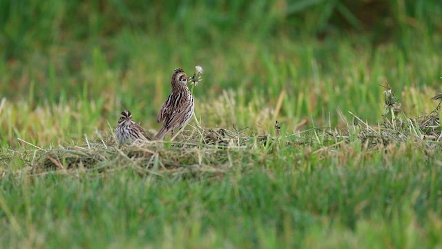 Bruant des prés (groupe sandwichensis) - ML619375291