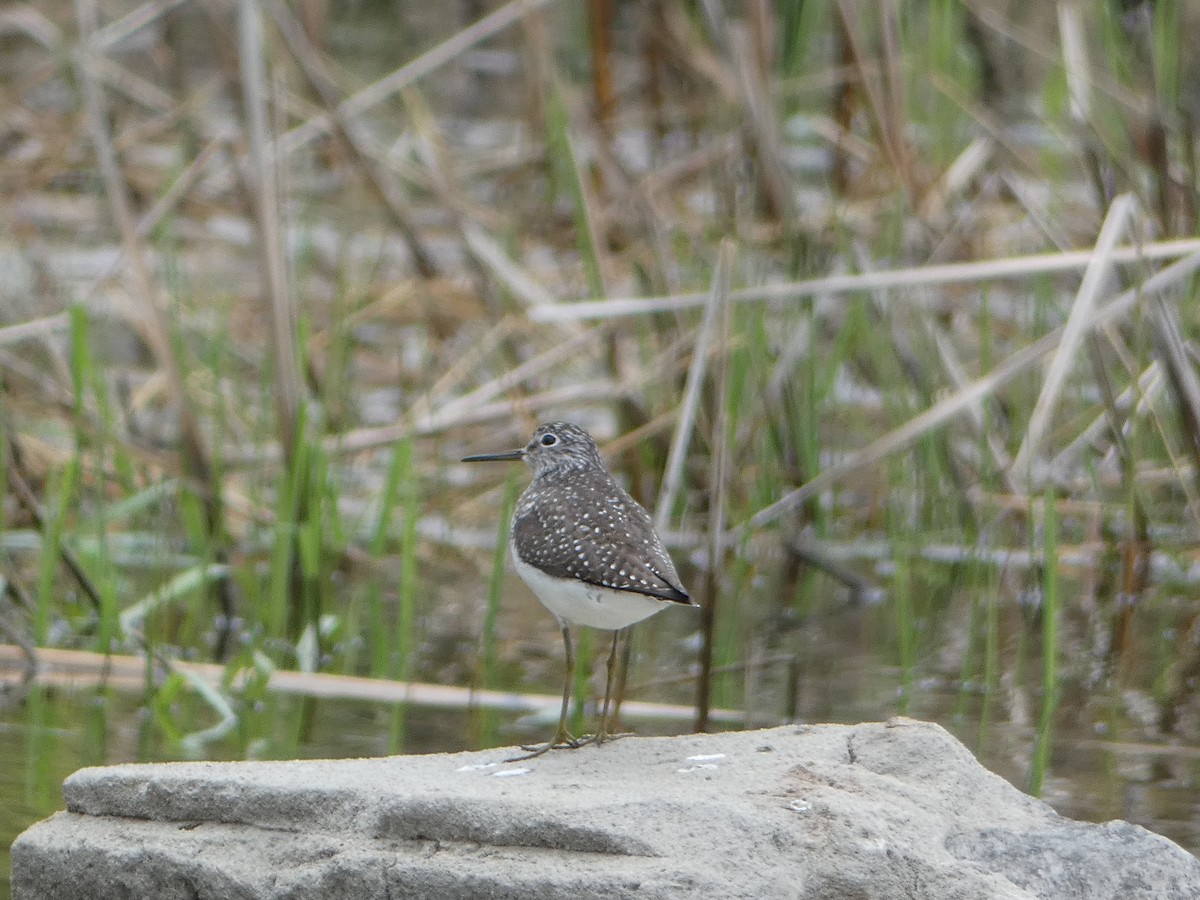 Solitary Sandpiper - Marieta Manolova