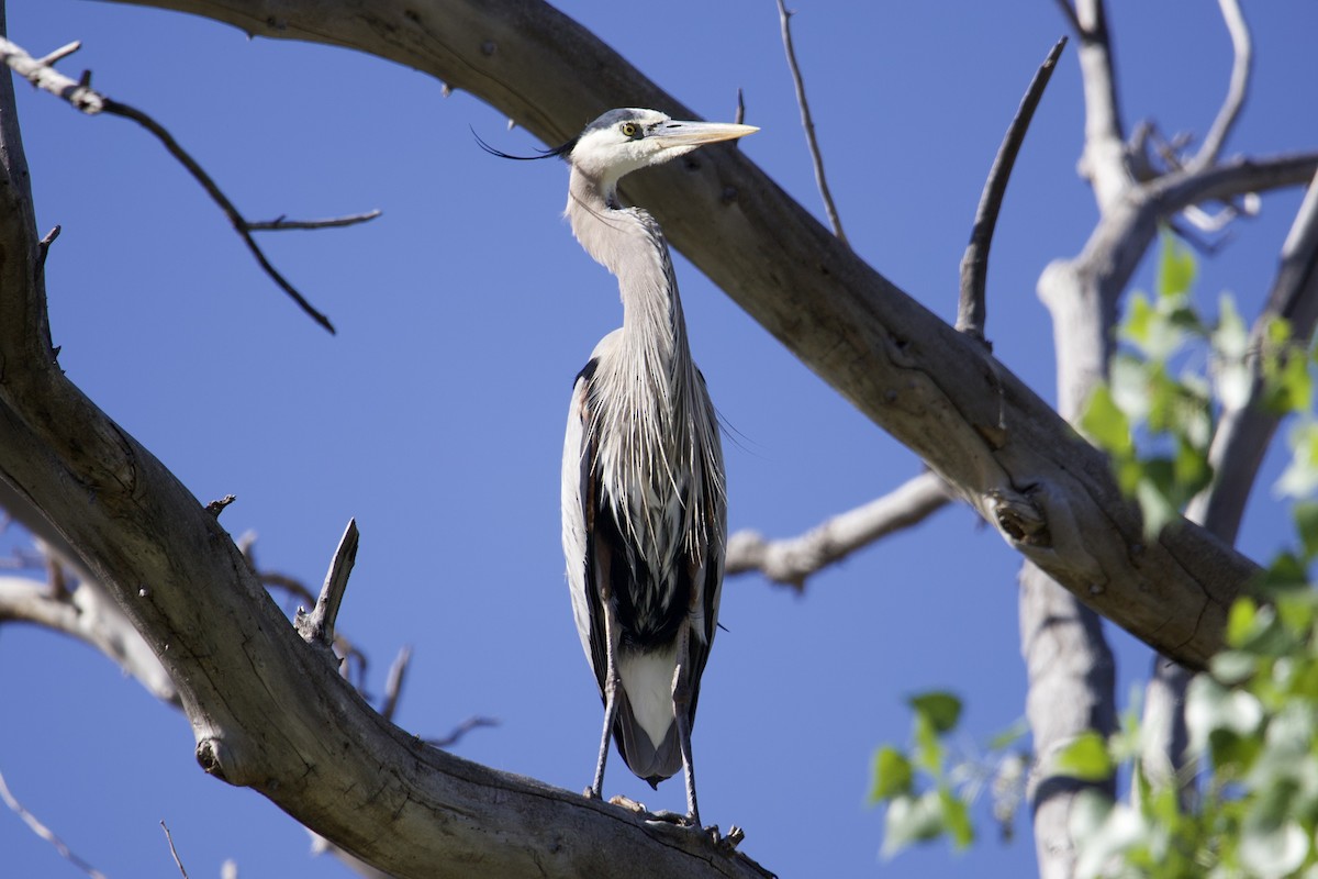 Great Blue Heron - Robert Snider