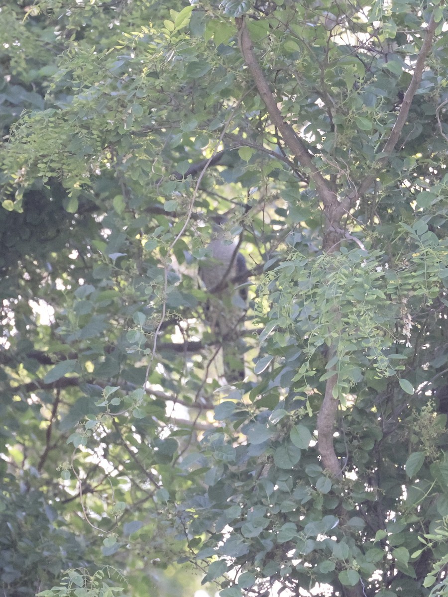 Cooper's Hawk - Anonymous