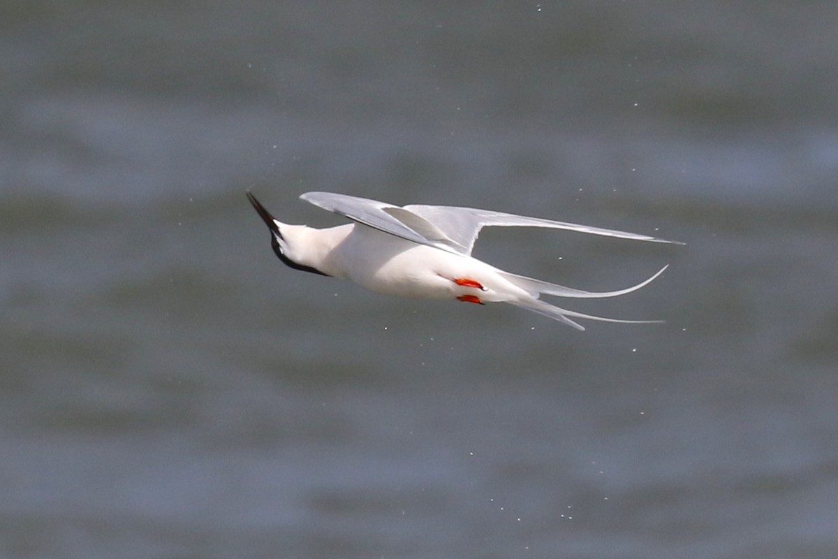 Roseate Tern - ML619375316